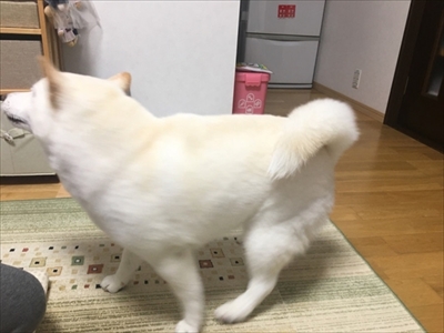 白柴『きなこ』のお気楽ブログ