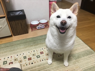 白柴『きなこ』のお気楽ブログ