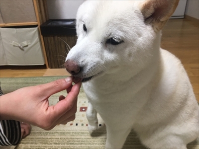 白柴『きなこ』のお気楽ブログ