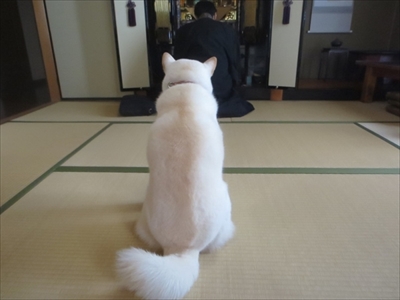 白柴『きなこ』のお気楽ブログ