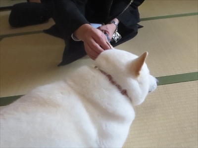 白柴『きなこ』のお気楽ブログ