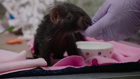 サンディエゴ動物園サファリパーク