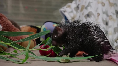 サンディエゴ動物園サファリパーク
