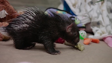 サンディエゴ動物園サファリパーク