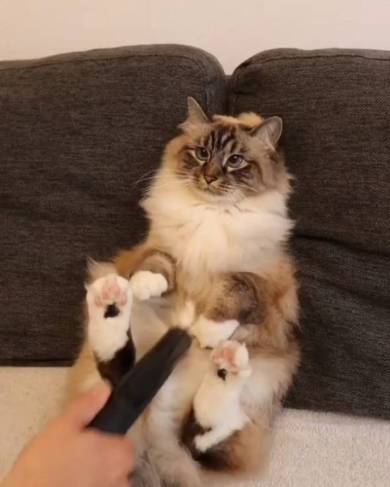 掃除機マッサージ