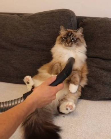 掃除機マッサージ