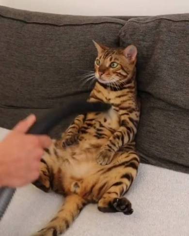 掃除機マッサージ