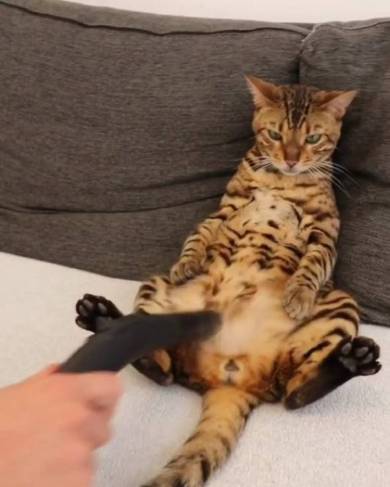 掃除機マッサージ