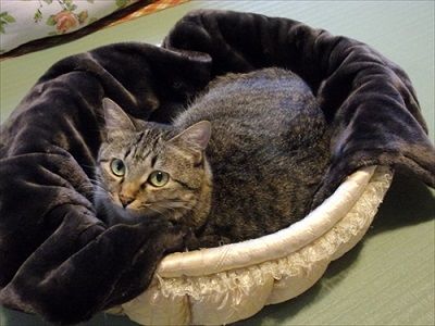 とろけるようなシリーズ