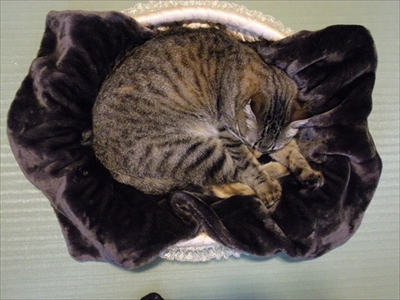 とろけるようなシリーズ