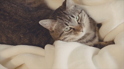 とろけるようなシリーズ