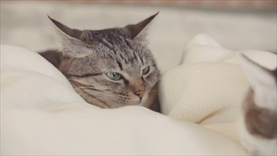 とろけるようなシリーズ