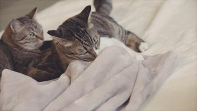 とろけるようなシリーズ