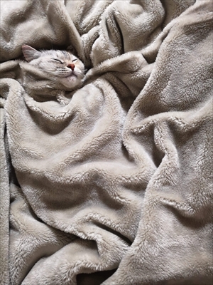 とろけるようなシリーズ