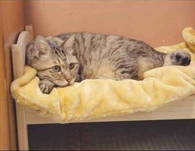 とろけるようなシリーズ