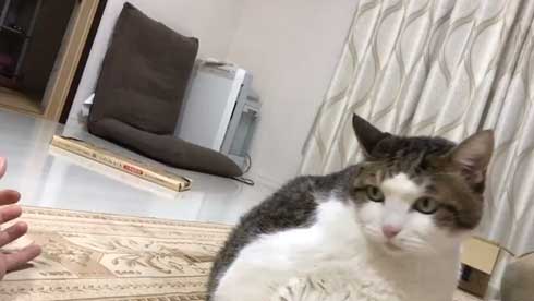手 ワキワキ 倒れてくる 猫 ナデナデ