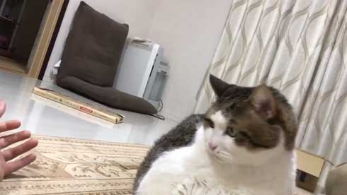 手 ワキワキ 倒れてくる 猫 ナデナデ