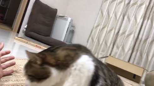 手 ワキワキ 倒れてくる 猫 ナデナデ