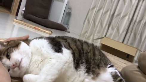 手 ワキワキ 倒れてくる 猫 ナデナデ