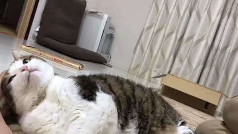 手 ワキワキ 倒れてくる 猫 ナデナデ
