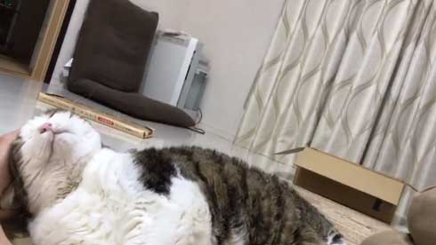 手 ワキワキ 倒れてくる 猫 ナデナデ