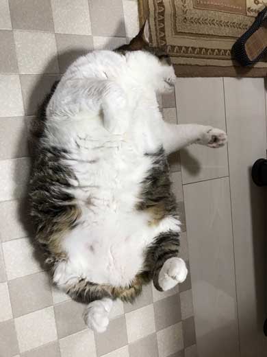 手 ワキワキ 倒れてくる 猫 ナデナデ