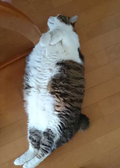 手 ワキワキ 倒れてくる 猫 ナデナデ