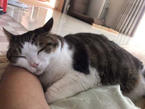 手 ワキワキ 倒れてくる 猫 ナデナデ