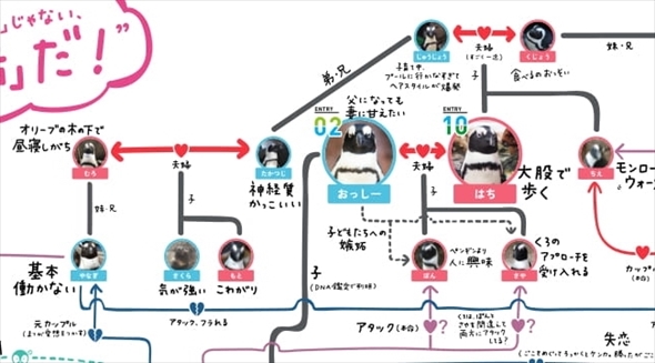 京都水族館ペンギン相関図