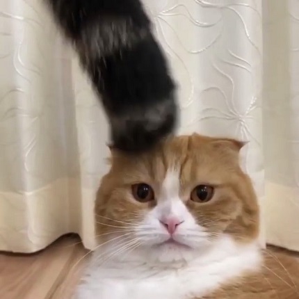 おすすめ