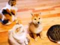 ごはんを催促する猫ちゃんたちに混ざる柴犬さん　ちゃっかり混ざる姿に癒やされる