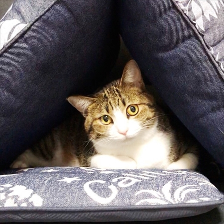 猫のすずめちゃん