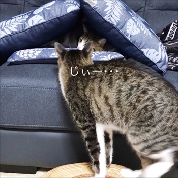 猫のすずめちゃん