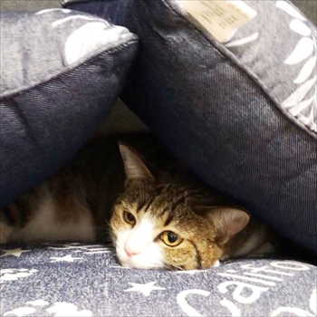 猫のすずめちゃん