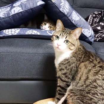 猫のすずめちゃん