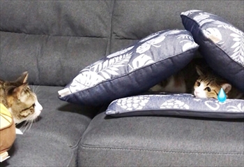 猫のすずめちゃん