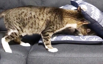 猫のすずめちゃん