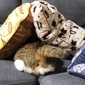 猫のすずめちゃん