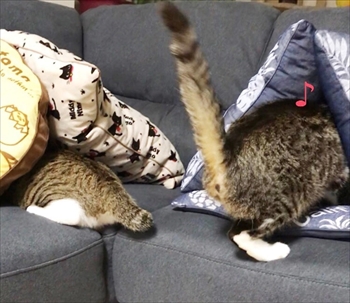 猫のすずめちゃん