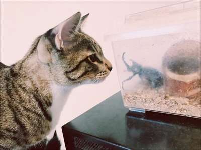 ザクロとたい