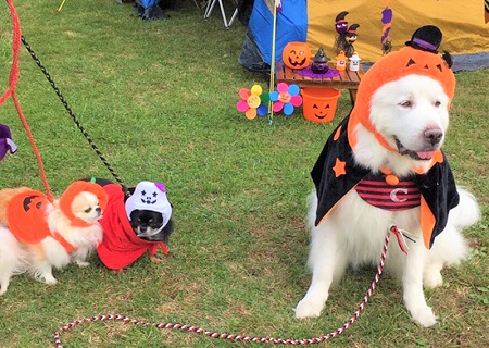 こー君　コスプレ