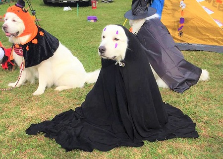 こー君　コスプレ