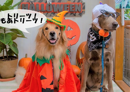 こー君　コスプレ