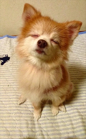 ポメラニアン　ミライさん
