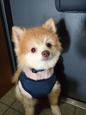 ポメラニアン　ミライさん