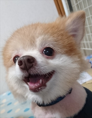 ポメラニアン　ミライさん