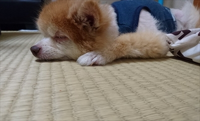 ポメラニアン　ミライさん