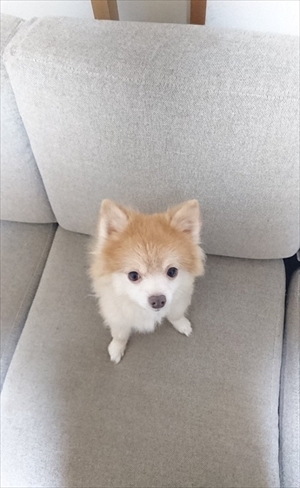 ポメラニアン　ミライさん