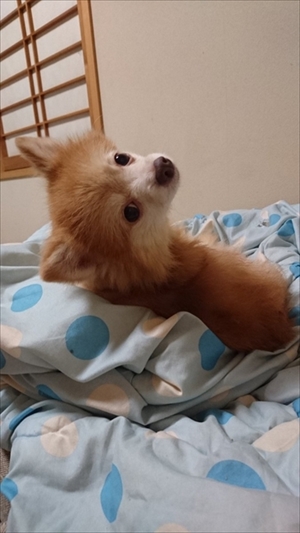 ポメラニアン　ミライさん