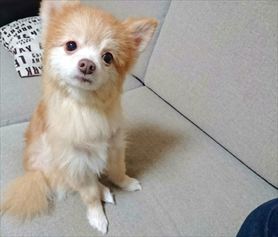 ポメラニアン　ミライさん
